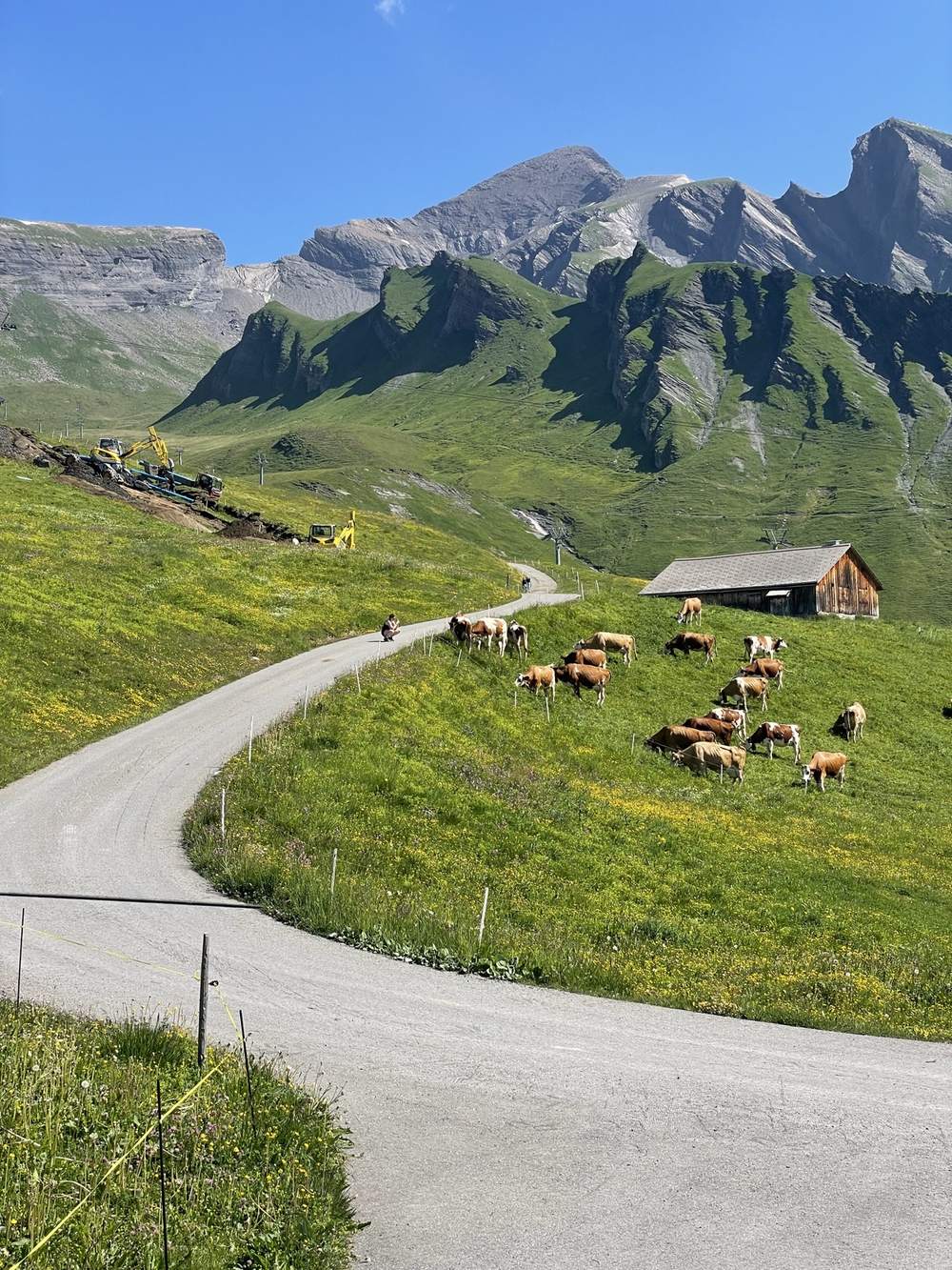 Cows grazing in a green alpine meadow with a wooden chalet in the Swiss Alps